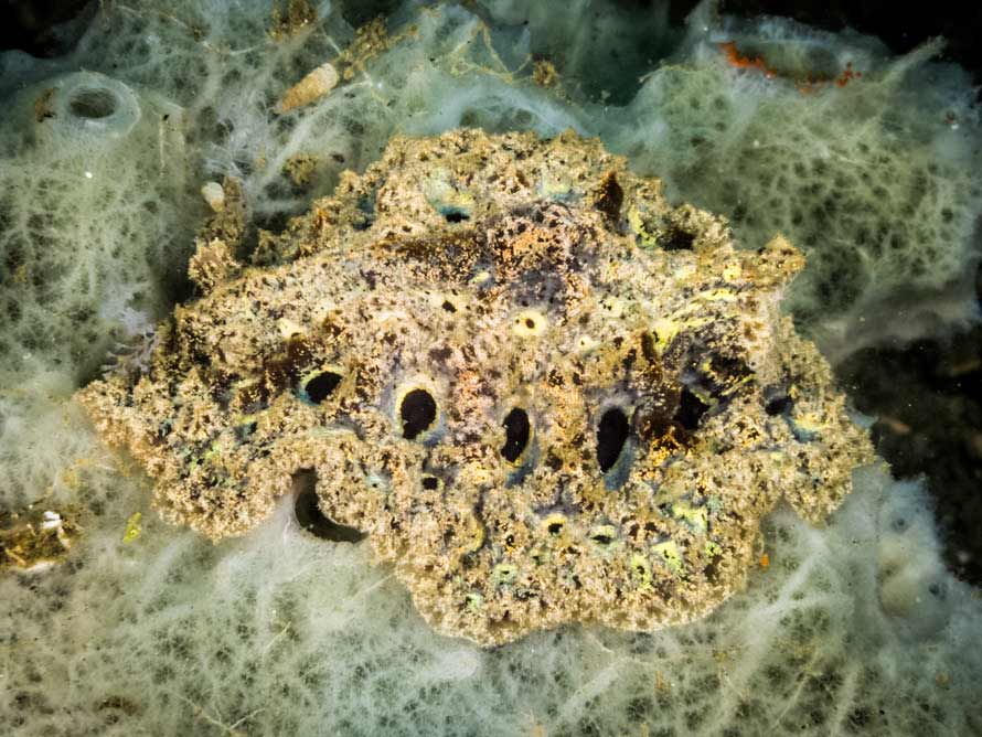 Atagema spongiosa
